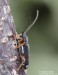 tesařík (Brouci), Menesia bipunctata (Zoubkov, 1829), Saperdini, Cerambycidae (Coleoptera)